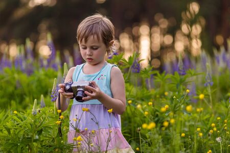 Cute little girl is standing among Lupin flower with camera and making photosの写真素材