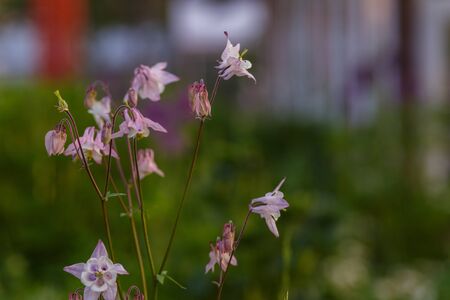 Blooming Pink Columbine Wildflower in the garden soft focus .の写真素材