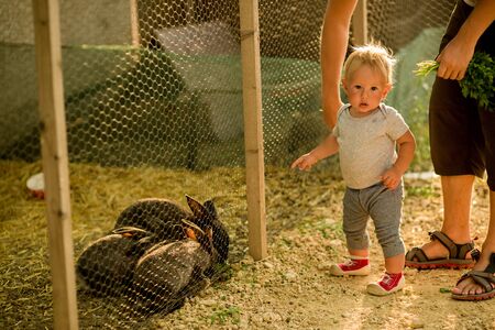 Cute child, playing with little bunny in a farm, sunny day, sunset.の写真素材