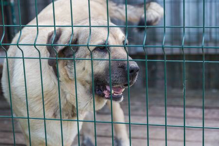 Big healthy dog behind the cage. Security or homeless animal conceptの写真素材