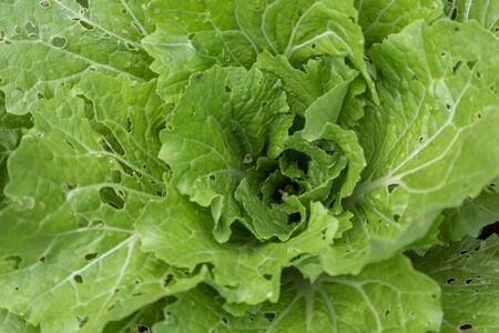 Leaves Sarepta mustard on a garden bed in a country house garden, closeup.