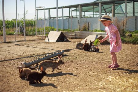 Little girl playing with rabbits on a sunny summer or spring day at sunset.の写真素材