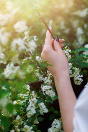 Beautiful girl hands with a branch of a blossoming tree.Sun lightの写真素材