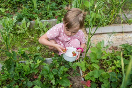 The girl collects ripe strawberries from the garden beds in the gardenの写真素材