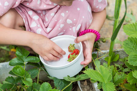The girl collects ripe strawberries from the garden beds in the gardenの写真素材