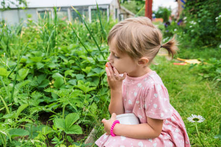 Portrait of a girl eating ripe red strawberries in the garden from the gardenの写真素材