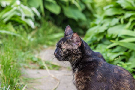 Dark Cat sits in the green garden.の写真素材