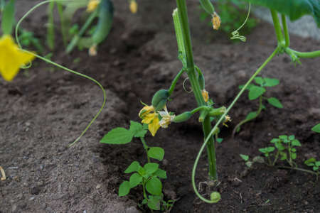 Gardening, ripening of green cucumber in the garden