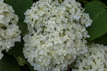 a White hydrangeas on a green background.