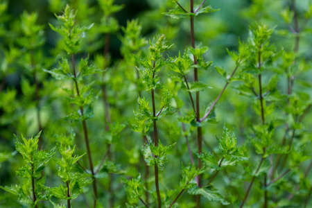 Green leafy mint background. Peppermint - grows in the garden