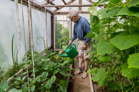 an elderly male gardener treats tomatoes with fertilizer against blackening and powdery mildewの写真素材