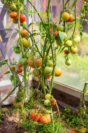Bunch of big green tomatoes on a bush, growing selected tomato in a greenhouse. Natural and organic...