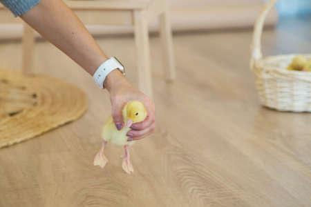 A woman's hand caught a small yellow duckling who escaped from a basket.の写真素材