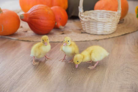 .Three Little yellow ducklings escaped from a basket in the studio against the backdrop of a pumpkin...