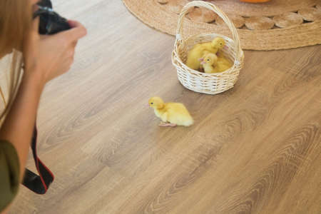 A Woman is making photoes of a small yellow duckling escaping from a basket ..