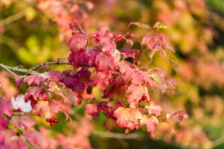 Beautiful Red foliage on a viburnum Bush in the autumn garden