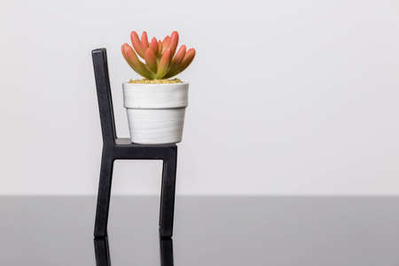Succulents on a chair stands on a black glass surface on a white background. Scandinavian room interior decorの写真素材
