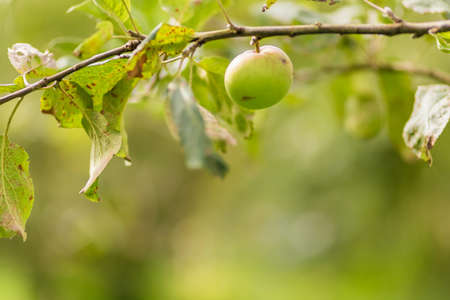 Apple tree. Agriculture, leaf with soft focus and blurred background, copy space.の写真素材