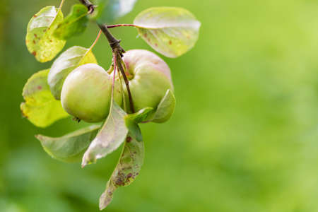 Apple tree. Agriculture, leaf with soft focus and blurred background, copy space.