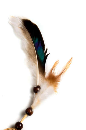 Colored bird Feather isolated on a white background.の写真素材