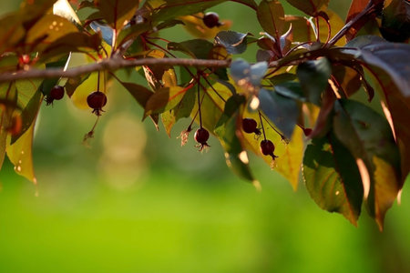 An Apple tree branch with red leaves in the rays of the setting sunの写真素材