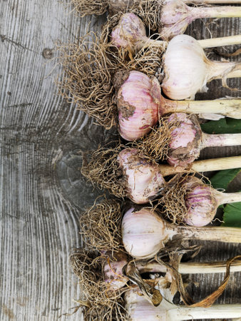 Freshly Picked Garlic Bulbs on a wooden and Dirt Background. organic farming concept.の写真素材