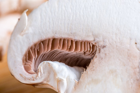 Close-up of a slice of edible mushroom Royal champignons on a cutting board. Delicious and healthy food concept.の写真素材