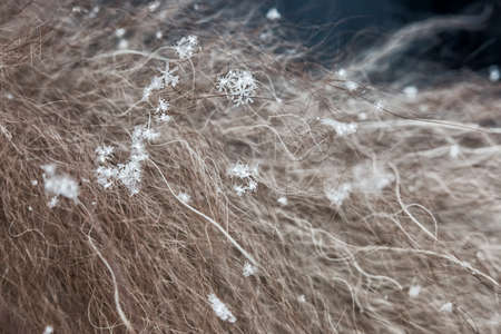 Snowflakes lie on long natural fur, fur fibers are visible. Real snowflakes macro, soft focus,...