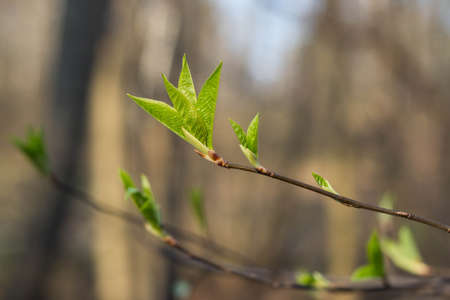 The first spring gentle leaves, buds and branches macro blurred background.の写真素材