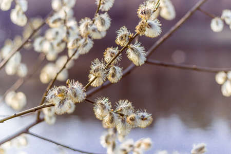 Kidneys and flowers and first buds of willow and wild virgins in sunlight. Verba blossoms