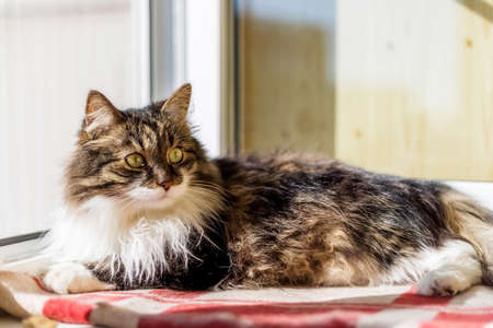 A fluffy gray and white cat lies on a checkered blanket on the windowsill, taking care of petsの写真素材