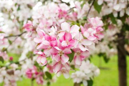 Branch of a blossoming decorative apple tree with buds and flowers, focus on the foreground, blurred...