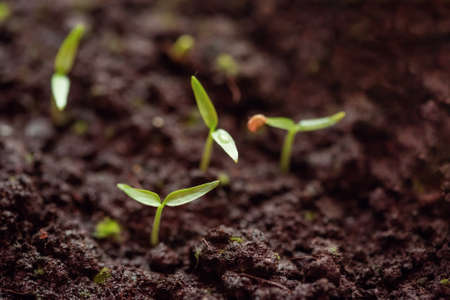 Young green sprouts of pepper in the ground. Growing seedlings in spring for planting in a greenhouse.の写真素材