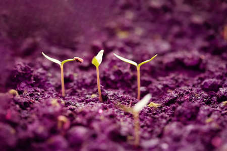 Young green sprouts of pepper in the ground under the phytolamp. Growing seedlings in spring for planting in a greenhouse.の写真素材