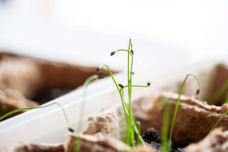 Young green sprouts of leeks in the ground. Growing seedlings in spring for planting in a greenhouse.の写真素材