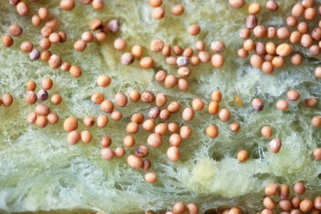 White mustard seeds on special soil for microgreen seedlings. Balcony gardening and organic homegrown food concept.の写真素材