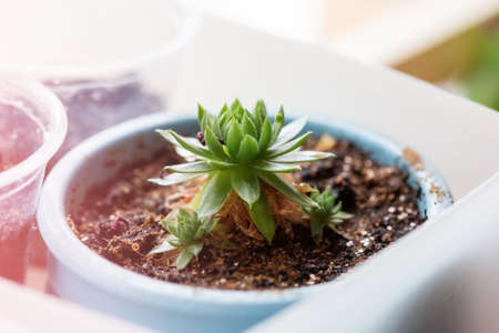 Home potted evergreens after watering on the windowsill. Succulent plant with water drops on the leaves.の写真素材