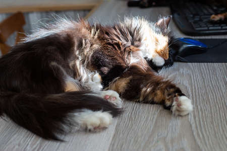 the cat lies on the table next to the computer mouse in the rays of the sun.の写真素材