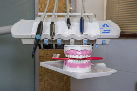 Clean teeth dental jaw model and red thooth brush on the table in dentist's office. The concept of proper oral care, caries hygiene.の写真素材