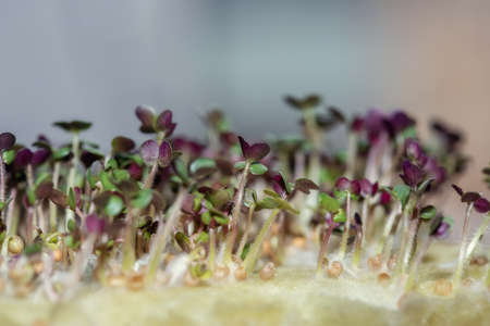 .Microgreen sprouts on the windowsill. Growing sprouted white mustard seeds, eco soil substrate, microgreens, minimal designの写真素材