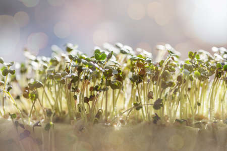 Young green white mustard sprouts close up macro shot on windowsill in the light of sunset. Blurred background with soft selective focus and bokeh.の写真素材
