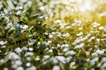 Young green white mustard sprouts close up macro shot on windowsill in the light of sunset. Blurred...