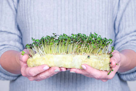 Woman holding micro greens, broccoli sprouts, five days old. Concept of home gardening and growing greenery indoors. Healthy food and lifestyle.の写真素材