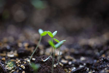 Close-up on the first leaves of seedlings in pots on a windowsill.の写真素材