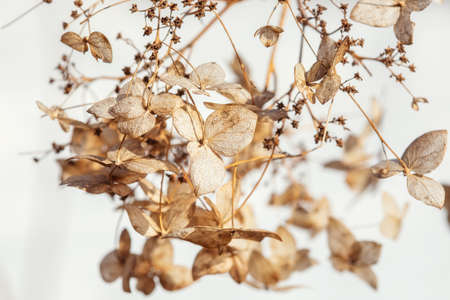 Dry hydrangea flowers on a bush, beautiful natural background, macro photo