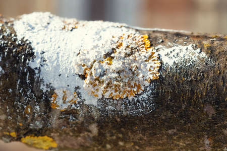 The trunk and branches tree covered with white paint with whitewash on top of the lichens that stuck...