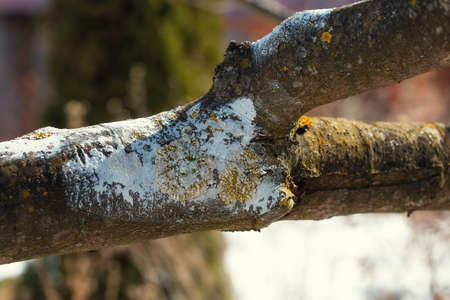 The trunk and branches tree covered with white paint with whitewash on top of the lichens that stuck...