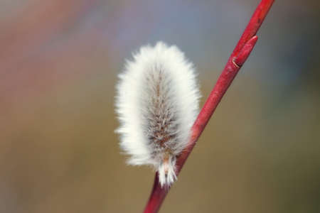Fluffy branches of pussy willow blossomed in spring by Easter.