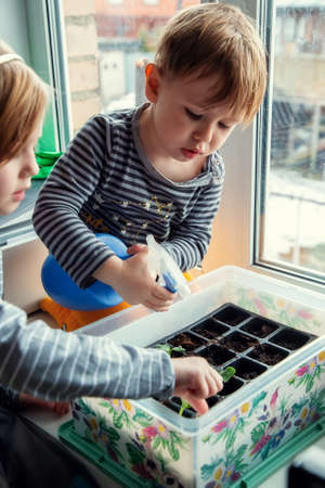 Little Caucasian children watering seedlings while sitting on the windowsill, preparing seedlings for planting in a greenhouseの写真素材