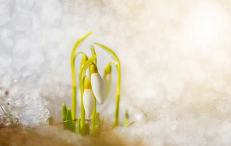 The first spring flowers of snowdrops make their way to the sun in the middle of the snow